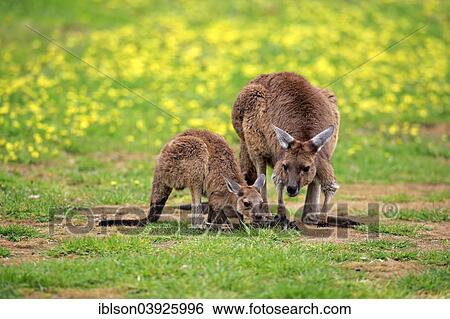 Stock Photograph - "Kangaroo Island Kangaroos (Macropus fuliginosus fuliginosus), female with joey, South Australia, Australia, Oceania". Fotosearch
