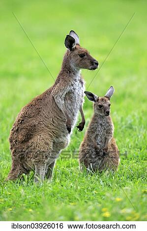 "Kangaroo Island Kangaroos (Macropus fuliginosus fuliginosus), female with joey, South Australia, Australia, Oceania" View Large Photo Image Stock Photograph - "Kangaroo Island Kangaroos (Macropus fuliginosus fuliginosus), female with joey, South Australia, Australia, Oceania". Fotosearch
