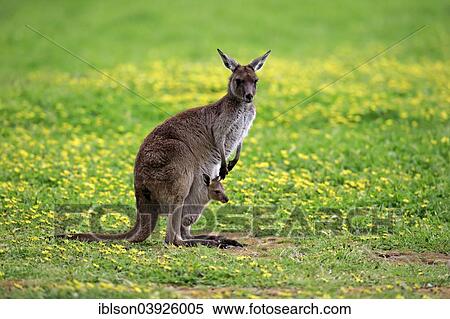 Stock Photography - "Kangaroo Island Kangaroos (Macropus fuliginosus fuliginosus), female with joey in the pouch, South Australia, Australia, Oceania". Fotosearch