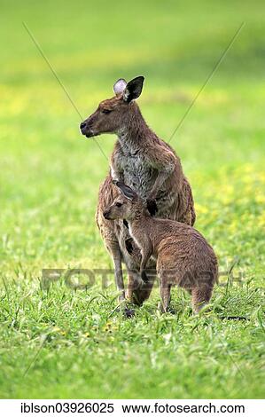 "Kangaroo Island Kangaroos (Macropus fuliginosus fuliginosus), female with joey, South Australia, Australia, Oceania" View Large Photo Image Stock Photography - "Kangaroo Island Kangaroos (Macropus fuliginosus fuliginosus), female with joey, South Australia, Australia, Oceania". Fotosearch