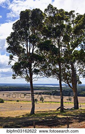 "Karri trees (Eucalyptus diversicolor) in landscape, Augusta, Western Australia, Australia, Oceania" View Large Photo Image Stock Image - "Karri trees (Eucalyptus diversicolor) in landscape, Augusta, Western Australia, Australia, Oceania". Fotosearch