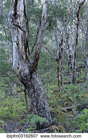 "Karri trees (Eucalyptus diversicolor), Augusta, Western Australia, Australia, Oceania" View Large Photo Image Stock Photo - "Karri trees (Eucalyptus diversicolor), Augusta, Western Australia, Australia, Oceania". Fotosearch