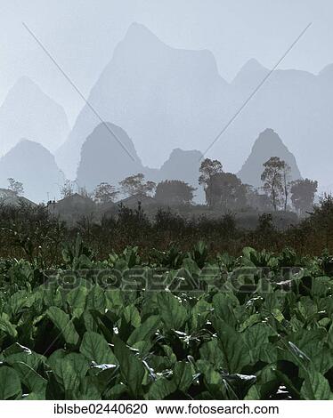 "Karst mountain landscape and agriculture near Yangshuo, Guilin, Guangxi, China, Asia" View Large Photo Image Stock Image - "Karst mountain landscape and agriculture near Yangshuo, Guilin, Guangxi, China, Asia". Fotosearch