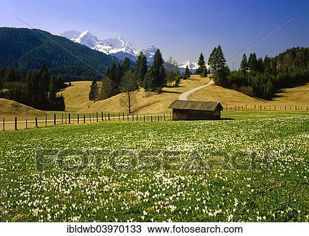 "Karwendel Range from the Crocus Meadows, near Gerold, Werdenfelser Land, Upper Bavaria, Bavaria, Germany, Europe" View Large Photo Image Stock Image - "Karwendel Range from the Crocus Meadows, near Gerold, Werdenfelser Land, Upper Bavaria, Bavaria, Germany, Europe". Fotosearch