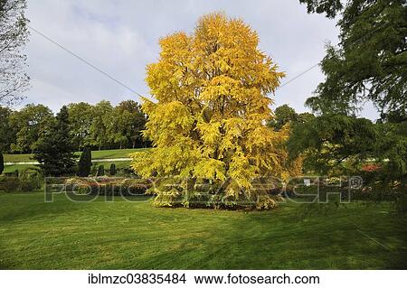"Katsura Tree (Cercidiphyllum japonicum) in autumn colours, Mainau, Baden-Wurttemberg, Germany, Europe" View Large Photo Image Picture - "Katsura Tree (Cercidiphyllum japonicum) in autumn colours, Mainau, Baden-Wurttemberg, Germany, Europe". Fotosearch
