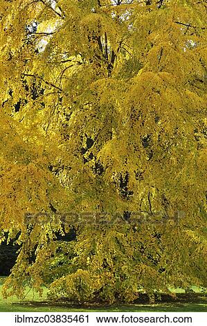 "Katsura Tree (Cercidiphyllum japonicum) in autumn colours, Mainau, Baden-Wurttemberg, Germany, Europe" View Large Photo Image Stock Image - "Katsura Tree (Cercidiphyllum japonicum) in autumn colours, Mainau, Baden-Wurttemberg, Germany, Europe". Fotosearch