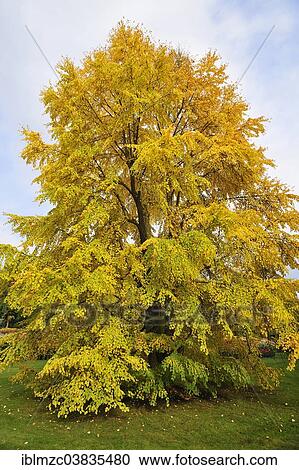 "Katsura Tree (Cercidiphyllum japonicum) in autumn colours, Mainau, Baden-Wurttemberg, Germany, Europe" View Large Photo Image Stock Image - "Katsura Tree (Cercidiphyllum japonicum) in autumn colours, Mainau, Baden-Wurttemberg, Germany, Europe". Fotosearch