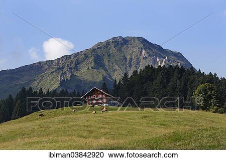 Stock Image - "Kaualpe alp and Winterstaude mountain near Schetteregg, Egg, Bregenz Forest, Vorarlberg, Austria, Europe". Fotosearch