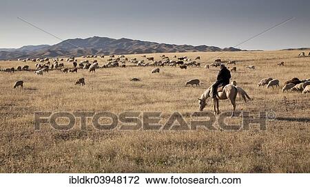 Stock Image - "Kazakh man, shepherd on horseback, with his flock of sheep, hills and steppe landscape, near Almaty, Kazakhstan, Asia". Fotosearch
