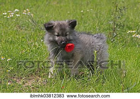 "Keeshond, 9 weeks, Germany, Europe" View Large Photo Image Stock Image - "Keeshond, 9 weeks, Germany, Europe". Fotosearch