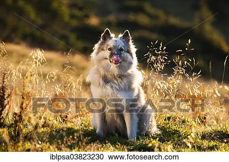 "Keeshond or Wolfsspitz licking its mouth, backlit, Austria, Europe" View Large Photo Image Stock Image - "Keeshond or Wolfsspitz licking its mouth, backlit, Austria, Europe". Fotosearch