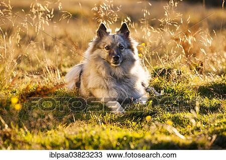 "Keeshond or Wolfsspitz, lying on a meadow, backlit, Austria, Europe" View Large Photo Image Stock Image - "Keeshond or Wolfsspitz, lying on a meadow, backlit, Austria, Europe". Fotosearch