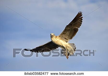 "Kelp Gull (Larus dominicanus) in sub-adult plumage, in flight, False Bay, Western Cape, South Africa, Africa" View Large Photo Image Stock Photo - "Kelp Gull (Larus dominicanus) in sub-adult plumage, in flight, False Bay, Western Cape, South Africa, Africa". Fotosearch
