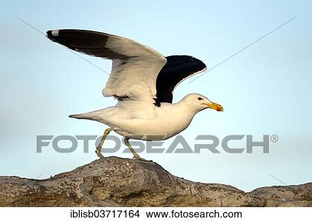 "Kelp Gull (Larus dominicanus vetula), Bird Island, Lambert's Bay, Western Cape, South Africa, Africa" View Large Photo Image Picture - "Kelp Gull (Larus dominicanus vetula), Bird Island, Lambert's Bay, Western Cape, South Africa, Africa". Fotosearch