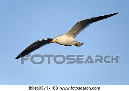 "Kelp Gull (Larus dominicanus vetula), Bird Island, Lambert's Bay, Western Cape, South Africa, Africa" View Large Photo Image Stock Image - "Kelp Gull (Larus dominicanus vetula), Bird Island, Lambert's Bay, Western Cape, South Africa, Africa". Fotosearch