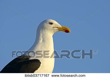 "Kelp Gull (Larus dominicanus vetula), Bird Island, Lambert's Bay, Western Cape, South Africa, Africa" View Large Photo Image Stock Photo - "Kelp Gull (Larus dominicanus vetula), Bird Island, Lambert's Bay, Western Cape, South Africa, Africa". Fotosearch