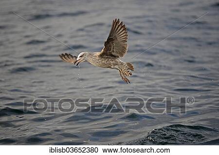 "Kelp Gull or Cape Gull (Larus Larus dominicanus Vetula or Vetula) fishing, in juvenile plumage, False Bay, Western Cape, South Africa, Africa" View Large Photo Image Stock Image - "Kelp Gull or Cape Gull (Larus Larus dominicanus Vetula or Vetula) fishing, in juvenile plumage, False Bay, Western Cape, South Africa, Africa". Fotosearch