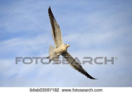 Stock Image - "Kelp Gull or Dominican Gull (Larus dominicanus) subadult plumage, False Bay, Western Cape, South Africa, Africa". Fotosearch