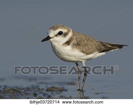 "Kentish Plover or Snowy Plover (Charadrius alexandrinus), Lesbos, North Aegean, Greece, Europe" View Large Photo Image Picture - "Kentish Plover or Snowy Plover (Charadrius alexandrinus), Lesbos, North Aegean, Greece, Europe". Fotosearch