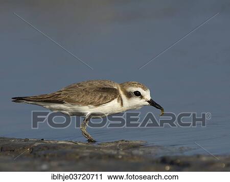 "Kentish Plover or Snowy Plover (Charadrius alexandrinus), Lesbos, North Aegean, Greece, Europe" View Large Photo Image Stock Image - "Kentish Plover or Snowy Plover (Charadrius alexandrinus), Lesbos, North Aegean, Greece, Europe". Fotosearch