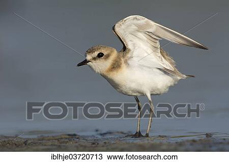 "Kentish Plover or Snowy Plover (Charadrius alexandrinus), Lesbos, North Aegean, Greece, Europe" View Large Photo Image Stock Image - "Kentish Plover or Snowy Plover (Charadrius alexandrinus), Lesbos, North Aegean, Greece, Europe". Fotosearch