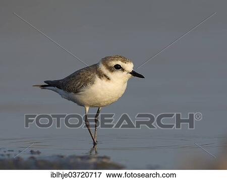 "Kentish Plover or Snowy Plover (Charadrius alexandrinus), Lesbos, North Aegean, Greece, Europe" View Large Photo Image Stock Photo - "Kentish Plover or Snowy Plover (Charadrius alexandrinus), Lesbos, North Aegean, Greece, Europe". Fotosearch