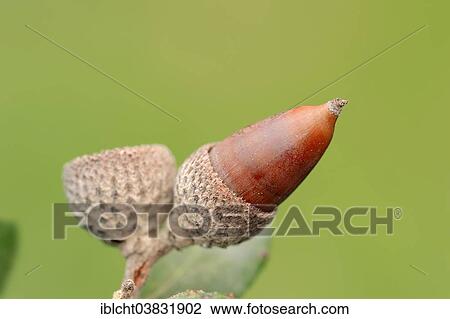 "Kermes Oak (Quercus coccifera, Quercus pseudococcifera), acorn, Provence, Southern France, France, Europe" View Large Photo Image Stock Image - "Kermes Oak (Quercus coccifera, Quercus pseudococcifera), acorn, Provence, Southern France, France, Europe". Fotosearch
