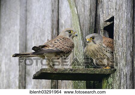 "Kestrel (Falco tinnunculus), male and female at the entrance of a nest, Kapellenmoor, Emsland, Lower Saxony, Germany, Europe" View Large Photo Image Picture - "Kestrel (Falco tinnunculus), male and female at the entrance of a nest, Kapellenmoor, Emsland, Lower Saxony, Germany, Europe". Fotosearch