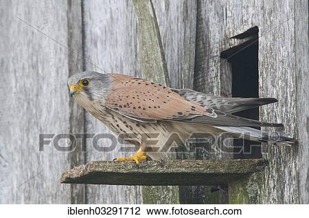 "Kestrel (Falco tinnunculus), male at the entrance of a nest, Kapellenmoor, Emsland, Lower Saxony, Germany, Europe" View Large Photo Image Stock Image - "Kestrel (Falco tinnunculus), male at the entrance of a nest, Kapellenmoor, Emsland, Lower Saxony, Germany, Europe". Fotosearch