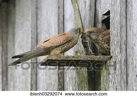"Kestrel (Falco tinnunculus), male passing prey to a female at the entrance of a nest, Kapellenmoor, Emsland, Lower Saxony, Germany, Europe" View Large Photo Image Picture - "Kestrel (Falco tinnunculus), male passing prey to a female at the entrance of a nest, Kapellenmoor, Emsland, Lower Saxony, Germany, Europe". Fotosearch