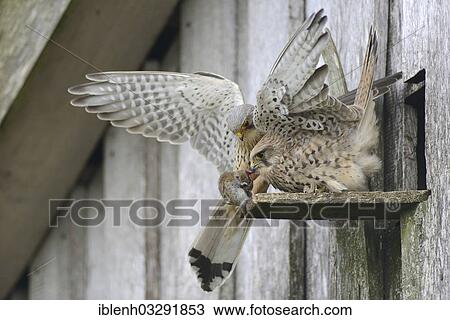 "Kestrel (Falco tinnunculus), male passing prey to a female at the entrance of a nest, Kapellenmoor, Emsland, Lower Saxony, Germany, Europe" View Large Photo Image Stock Image - "Kestrel (Falco tinnunculus), male passing prey to a female at the entrance of a nest, Kapellenmoor, Emsland, Lower Saxony, Germany, Europe". Fotosearch