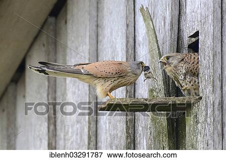 Stock Photo - "Kestrel (Falco tinnunculus), male passing prey to a female at the entrance of a nest, Kapellenmoor, Emsland, Lower Saxony, Germany, Europe". Fotosearch