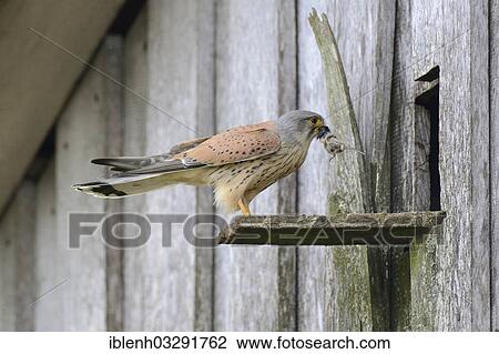 Stock Image - "Kestrel (Falco tinnunculus), male with prey at the entrance of a nest, Kapellenmoor, Emsland, Lower Saxony, Germany, Europe". Fotosearch
