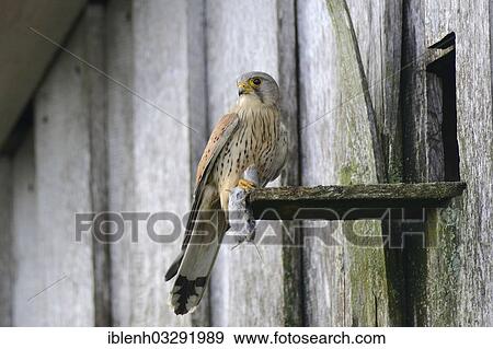 "Kestrel (Falco tinnunculus), male with prey at the entrance of a nest, Kapellenmoor, Emsland, Lower Saxony, Germany, Europe" View Large Photo Image Stock Photo - "Kestrel (Falco tinnunculus), male with prey at the entrance of a nest, Kapellenmoor, Emsland, Lower Saxony, Germany, Europe". Fotosearch