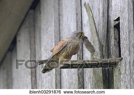 "Kestrel (Falco tinnunculus), male with prey at the entrance of a nest, Kapellenmoor, Emsland, Lower Saxony, Germany, Europe" View Large Photo Image Stock Photograph - "Kestrel (Falco tinnunculus), male with prey at the entrance of a nest, Kapellenmoor, Emsland, Lower Saxony, Germany, Europe". Fotosearch