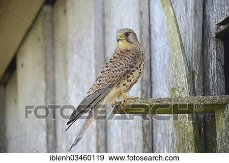 Stock Photo - "Kestrel (Falco tinnunculus), Kapellenmoor, Emsland, Lower Saxony, Germany, Europe". Fotosearch