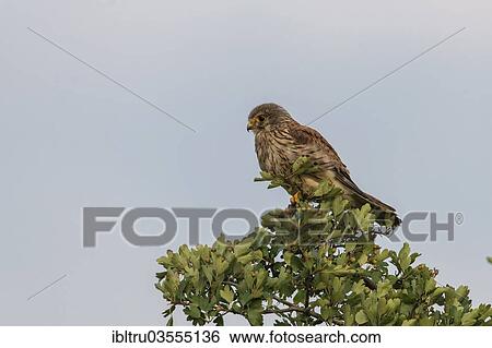 "Kestrel (Falco tinnunculus), Burgenland, Austria, Europe" View Large Photo Image Stock Photograph - "Kestrel (Falco tinnunculus), Burgenland, Austria, Europe". Fotosearch