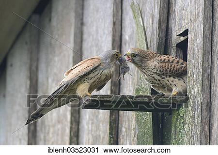 "Kestrels (Falco tinnunculus), male giving mouse to female, Niederlangen, Emsland, Lower Saxony, Germany, Europe" View Large Photo Image Stock Image - "Kestrels (Falco tinnunculus), male giving mouse to female, Niederlangen, Emsland, Lower Saxony, Germany, Europe". Fotosearch