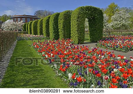 "Keukenhof, Lisse, South Holland, Netherlands" View Large Photo Image Stock Image - "Keukenhof, Lisse, South Holland, Netherlands". Fotosearch