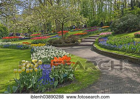 "Keukenhof, Lisse, South Holland, Netherlands" View Large Photo Image Stock Photo - "Keukenhof, Lisse, South Holland, Netherlands". Fotosearch