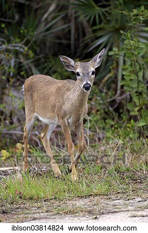 "Key-white-tailed deer (Odocoileus virginianus clavium), adult, female, National Key Deer Refuge, Florida, USA" View Large Photo Image Picture - "Key-white-tailed deer (Odocoileus virginianus clavium), adult, female, National Key Deer Refuge, Florida, USA". Fotosearch