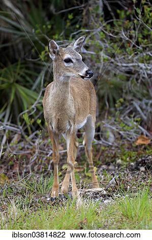 "Key-white-tailed deer (Odocoileus virginianus clavium), adult, female, National Key Deer Refuge, Florida, USA" View Large Photo Image Stock Image - "Key-white-tailed deer (Odocoileus virginianus clavium), adult, female, National Key Deer Refuge, Florida, USA". Fotosearch