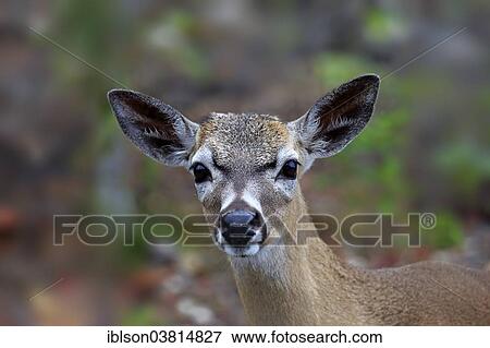 "Key-white-tailed deer (Odocoileus virginianus clavium), adult, female, portrait, National Key Deer Refuge, Florida, USA" View Large Photo Image Stock Photo - "Key-white-tailed deer (Odocoileus virginianus clavium), adult, female, portrait, National Key Deer Refuge, Florida, USA". Fotosearch