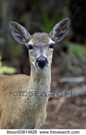 "Key-white-tailed deer (Odocoileus virginianus clavium), adult, female, portrait, National Key Deer Refuge, Florida, USA" View Large Photo Image Stock Photo - "Key-white-tailed deer (Odocoileus virginianus clavium), adult, female, portrait, National Key Deer Refuge, Florida, USA". Fotosearch
