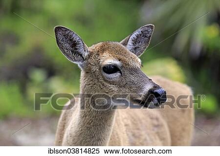 "Key-white-tailed deer (Odocoileus virginianus clavium), adult, female, National Key Deer Refuge, Florida, USA" View Large Photo Image Stock Photography - "Key-white-tailed deer (Odocoileus virginianus clavium), adult, female, National Key Deer Refuge, Florida, USA". Fotosearch