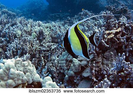 Stock Photography - "Kihikihi, Hawaiian for Moorish Idol (Zanclus cornutus), Kohala Coast, Big Island, Hawaii, USA". Fotosearch