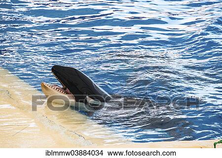 "Killer Whale or Orca (Orcinus orca) on the edge of a pool, Orca Show, Loro Parque zoo, Puerto de la Cruz, Santa Cruz de Tenerife, Tenerife, Canary Islands, Spain, Europe" View Large Photo Image Picture - "Killer Whale or Orca (Orcinus orca) on the edge of a pool, Orca Show, Loro Parque zoo, Puerto de la Cruz, Santa Cruz de Tenerife, Tenerife, Canary Islands, Spain, Europe". Fotosearch