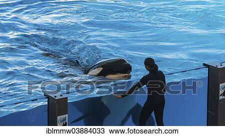 "Killer Whale or Orca (Orcinus orca) looking at a carer, Orca Show, Loro Parque zoo, Puerto de la Cruz, Santa Cruz de Tenerife, Tenerife, Canary Islands, Spain, Europe" View Large Photo Image Stock Image - "Killer Whale or Orca (Orcinus orca) looking at a carer, Orca Show, Loro Parque zoo, Puerto de la Cruz, Santa Cruz de Tenerife, Tenerife, Canary Islands, Spain, Europe". Fotosearch