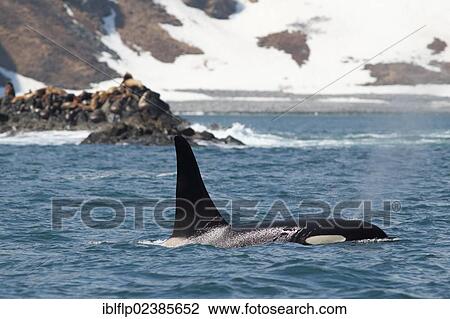 Stock Image - "Killer Whale (Orcinus orca), adult, spouting at surface of sea, with Steller's Sealion (Eumetopias jubatus) colony on rocks at haul out at back, Kamchatka Peninsula, Kamchatka Krai, Russian Far East, Russia, Europe". Fotosearch