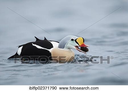 "King Eider (Somateria spectabilis), adult male, feeding on freshly caught sea urchin, Norway, Europe" View Large Photo Image Stock Image - "King Eider (Somateria spectabilis), adult male, feeding on freshly caught sea urchin, Norway, Europe". Fotosearch